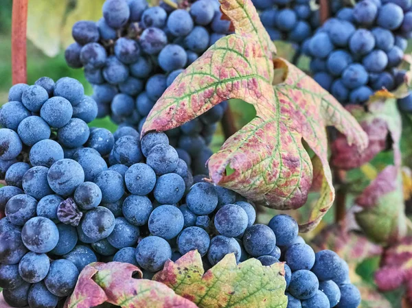 Tiro de hermosas uvas oscuras — Foto de Stock