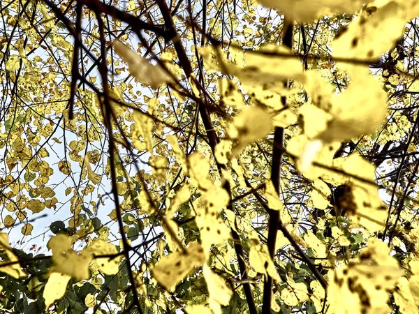 Shot of a tree with yellow leaves and its branches — Stock Photo, Image