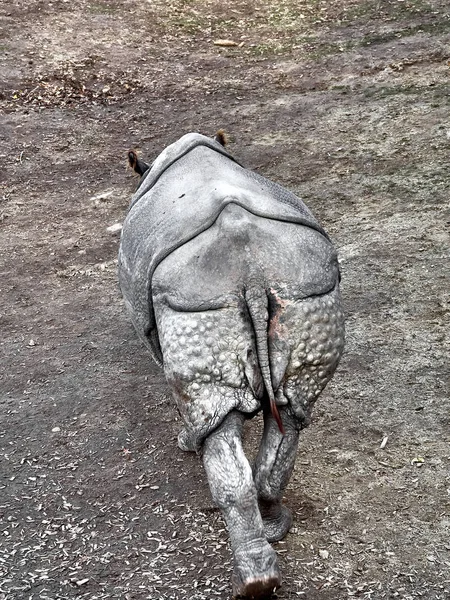 Tiro de um rinoceronte — Fotografia de Stock