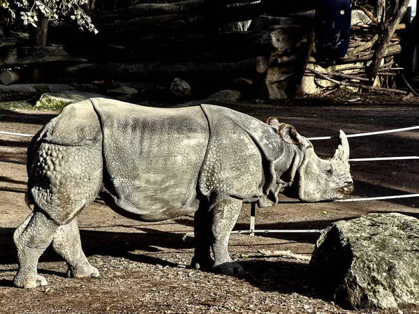 Постріл носорога — стокове фото