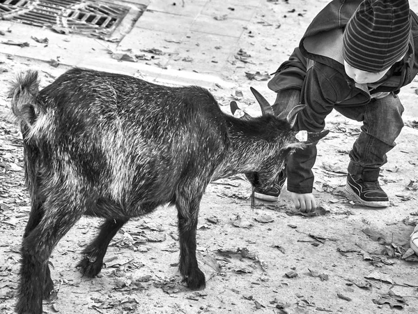 Tiro de uma criança brincando com uma cabra bebê — Fotografia de Stock