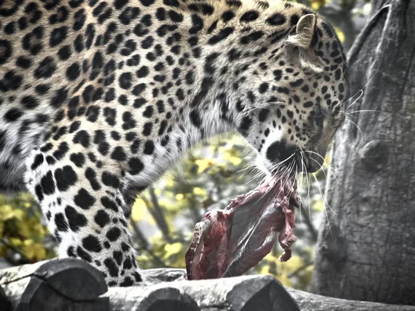 Shot of a jaguar — Stock fotografie