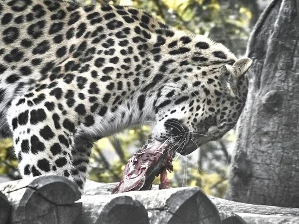 Skjuten av en jaguar — Stockfoto