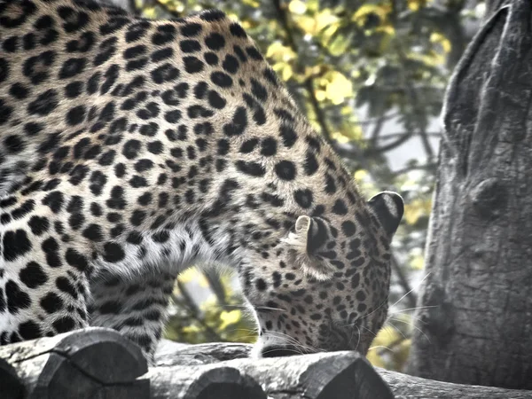 Colpo di giaguaro — Foto Stock