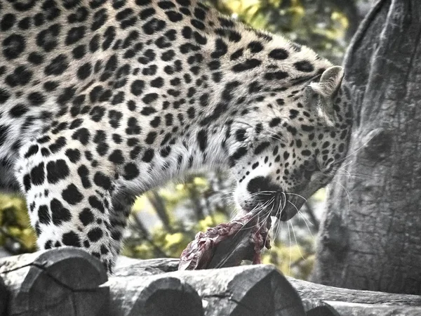 Shot of a jaguar — Stock fotografie