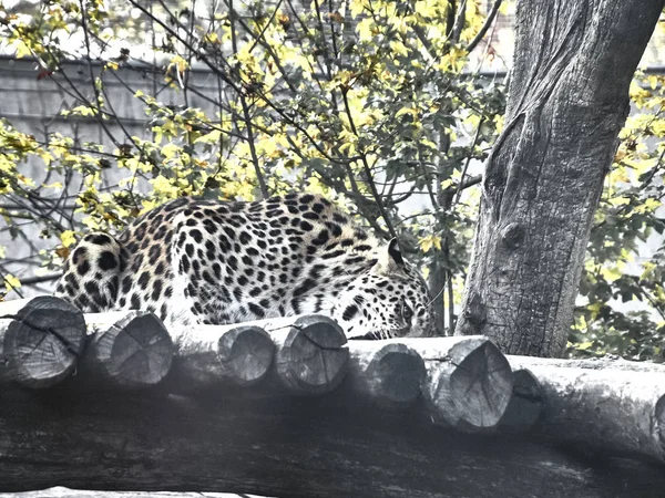 Ditembak dari macan tutul — Stok Foto