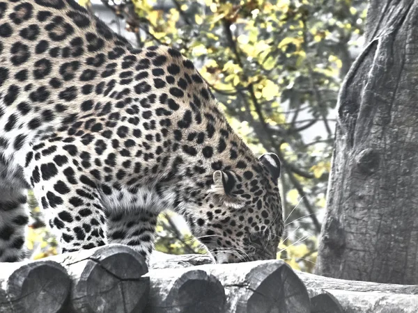 Выстрел ягуара — стоковое фото