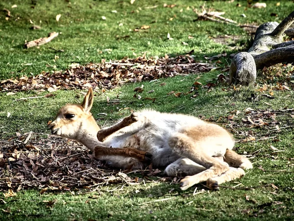 Schot van een baby lama — Stockfoto