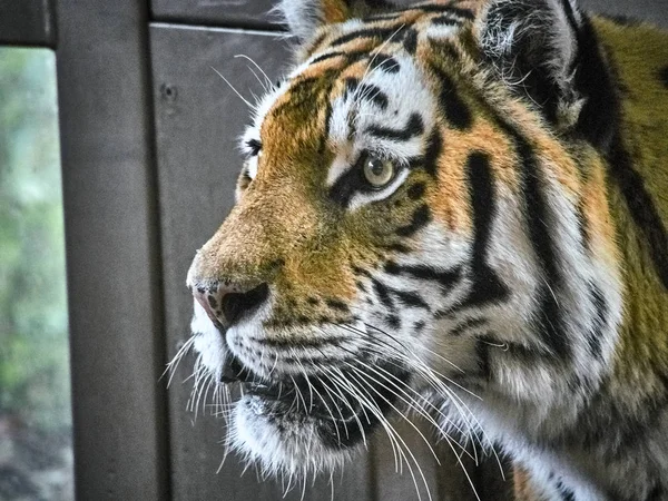 Shot of a tiger — Stok Foto