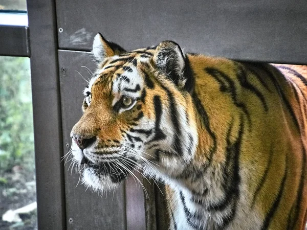 Shot of a tiger — Stok Foto