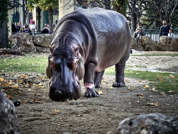 Tournage d'un hippopotame — Photo