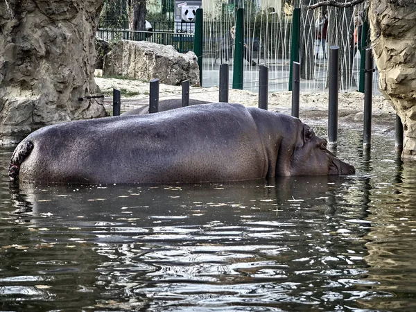 Tournage d'un hippopotame — Photo