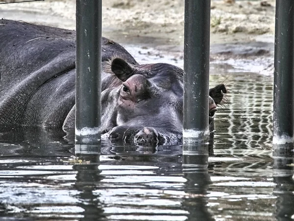 Tournage d'un hippopotame — Photo