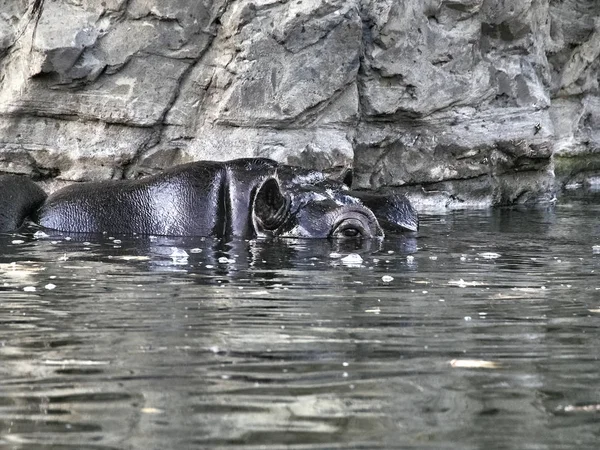 Tournage d'un hippopotame — Photo