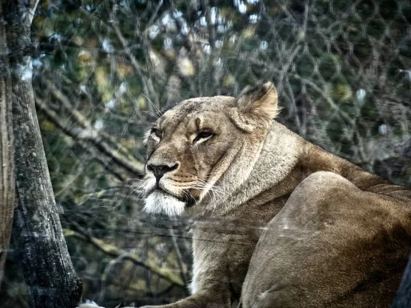 Shot of a lion — Stok Foto