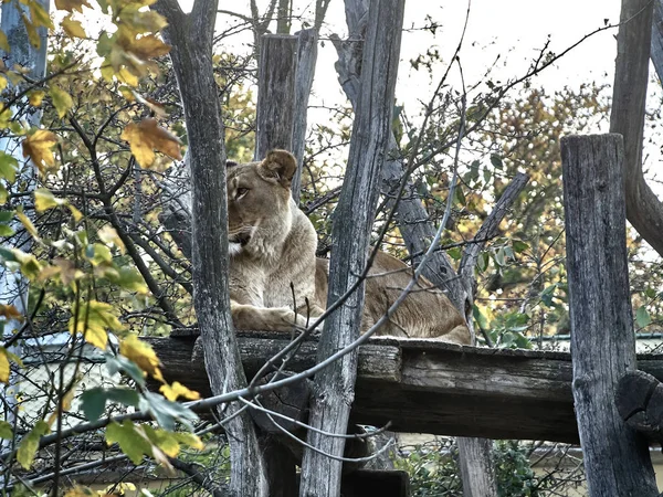 Shot of a lion — Stok Foto