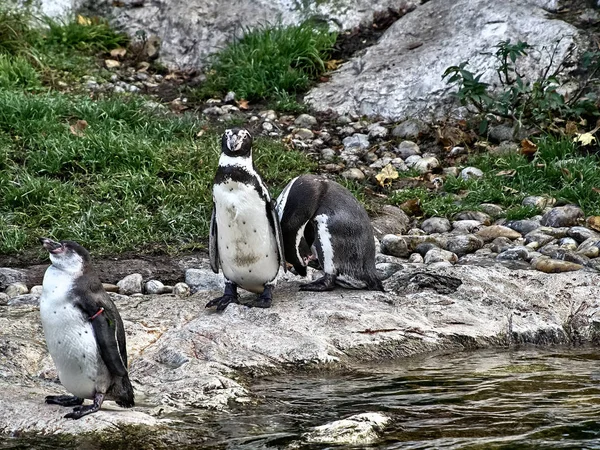 Aufnahme einer Gruppe Pinguine — Stockfoto