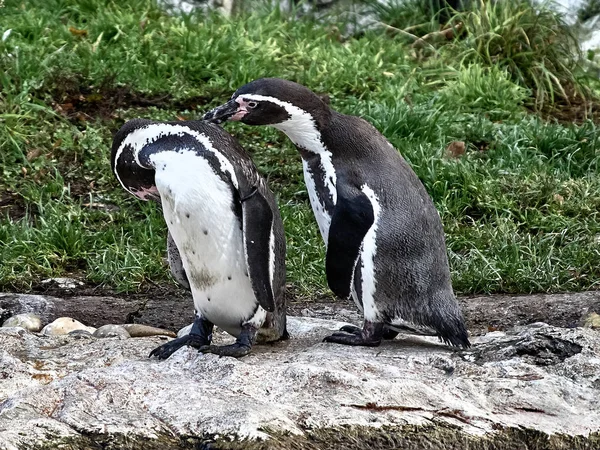 Coup de feu de deux pingouins — Photo