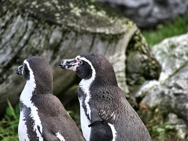 Záběr skupiny tučňáků — Stock fotografie