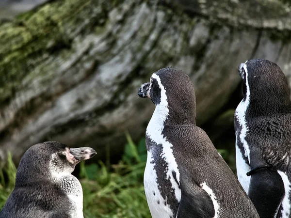 Strzał z grupy pingwiny — Zdjęcie stockowe