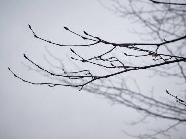 Sachsenhausen Toplama Kampı'nın girişi