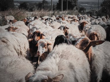 Köyün caddesinde yürüyen koyun sürüsü.