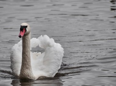 Roath Park, Cardiff'te bir kuğunun görünümü