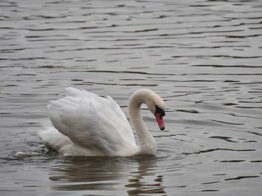 Roath Park, Cardiff'te bir kuğunun görünümü