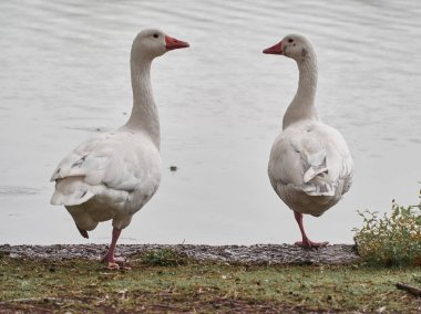 Cardiff Roath Park ördekgörünümü