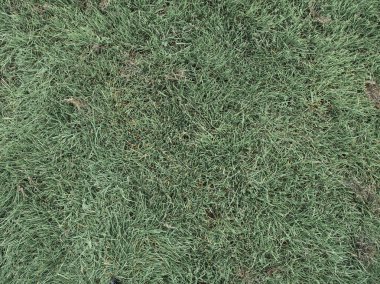 Cardiff Kalesi 'nin Çimi