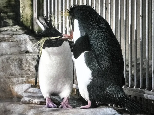 2匹のペンギンのショット — ストック写真