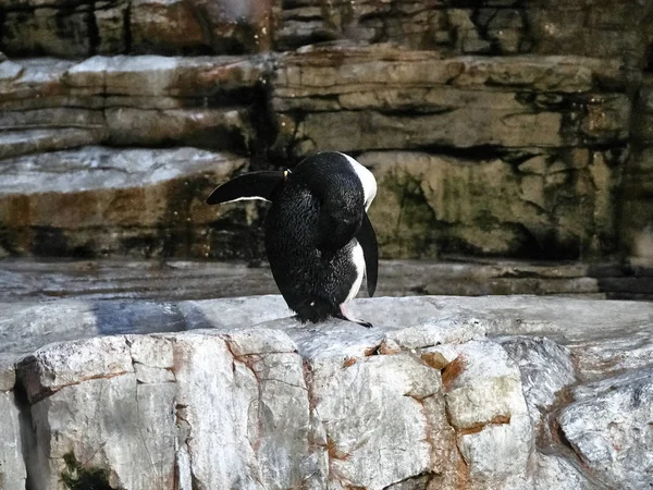 ペンギンのショット — ストック写真