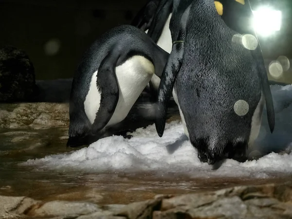 Strzał z grupy pingwiny — Zdjęcie stockowe