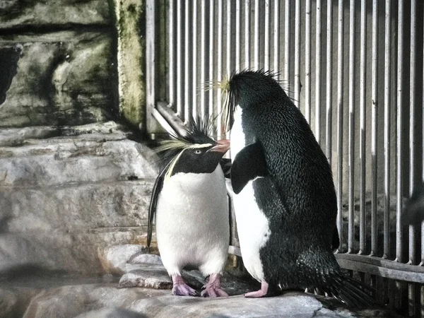 Strzał z dwóch pingwinów — Zdjęcie stockowe