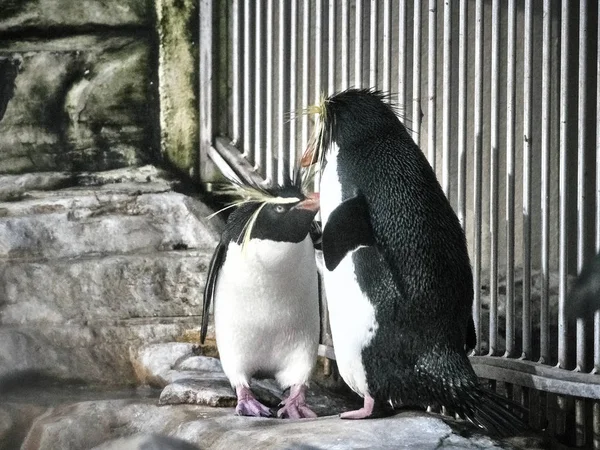 2匹のペンギンのショット — ストック写真