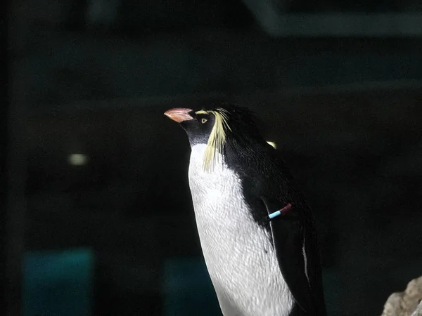 ペンギンのショット — ストック写真