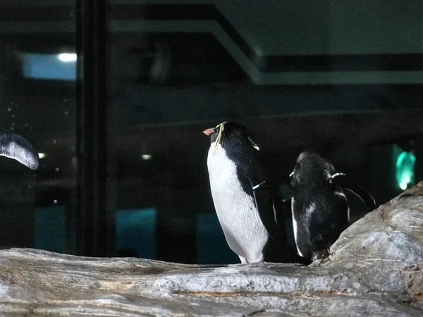 Strzał pingwina — Zdjęcie stockowe