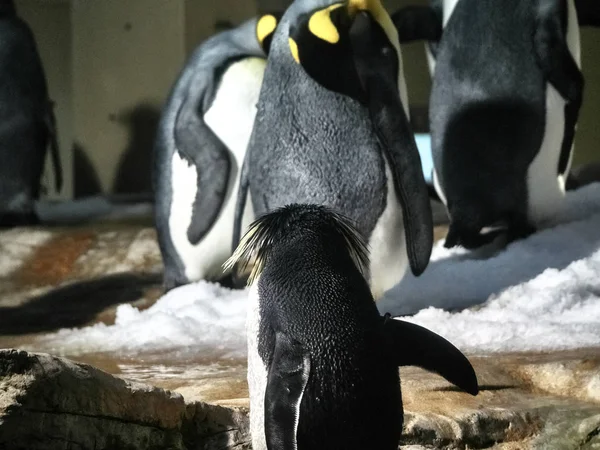 ペンギンのグループのショット — ストック写真