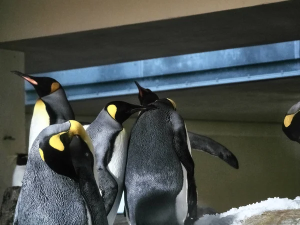 Aufnahme einer Gruppe Pinguine — Stockfoto