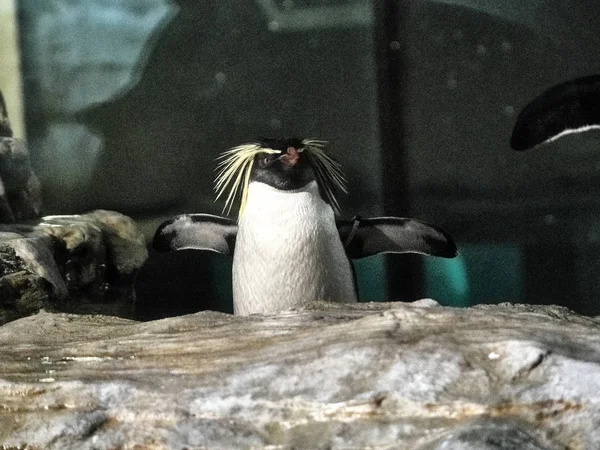 Strzał pingwina — Zdjęcie stockowe