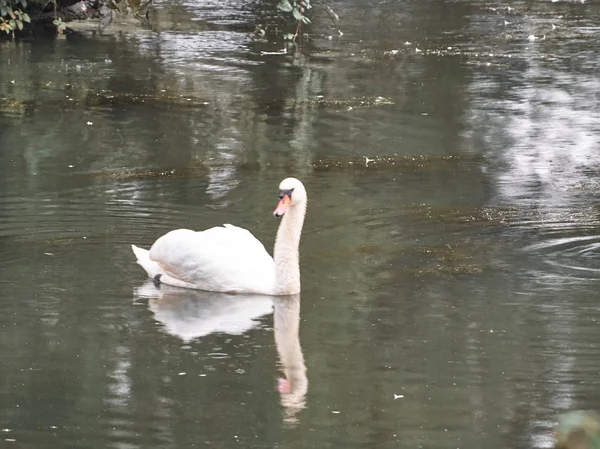 View Swan Roath Park Cardiff — Stock Photo, Image