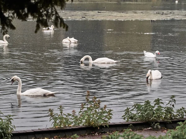 Vista Muitos Cisnes Lago Roath Park Cardiff — Fotografia de Stock