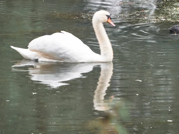 Roath Park Cardiff Bir Kuğunun Görünümü — Stok fotoğraf