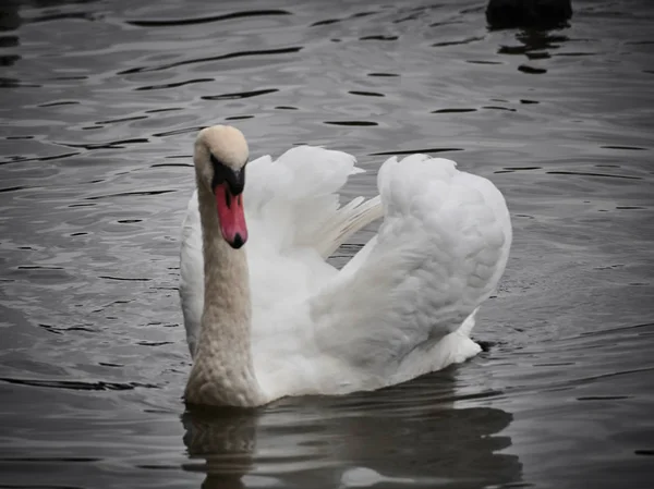 Egy Hattyú Nézete Roath Parkban Cardiff — Stock Fotó