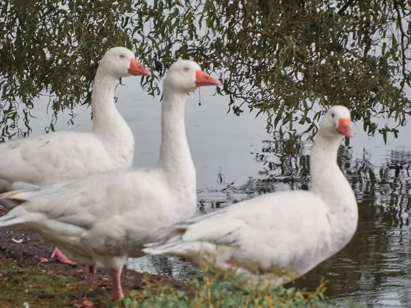 Cardiff Roath Park ördekgörünümü