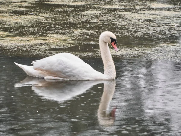 Över Svan Roath Park Cardiff — Stockfoto