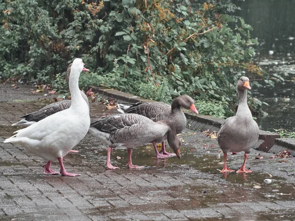 Vista Patos Cardiff Roath Park — Fotografia de Stock