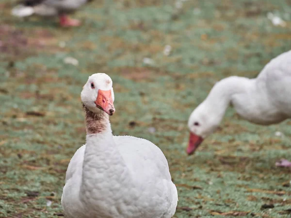 Vista Patos Cardiff Roath Park — Fotografia de Stock