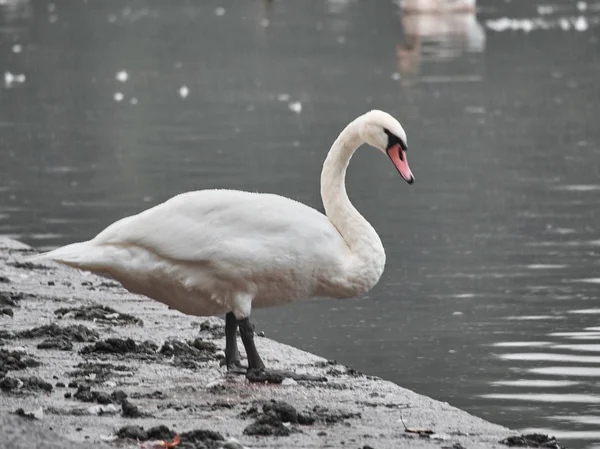 Över Svan Roath Park Cardiff — Stockfoto