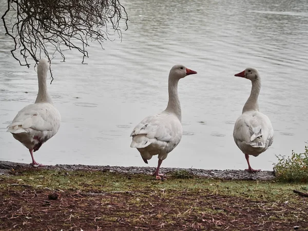 Vista Patos Cardiff Roath Park — Fotografia de Stock